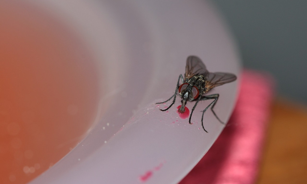 A fly smears vomit and defecation on the surface of food