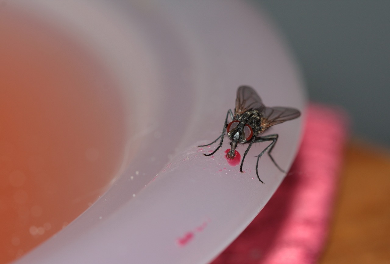 1696320502-common-house-fly-328648-1280-1.jpg